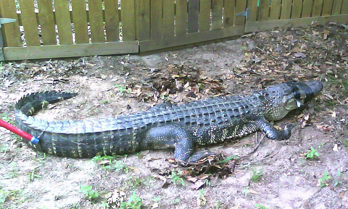 Conroe police on Tuesday removed this 7-foot, 7-inch alligator from a back yard in the Silverstone subdivision.