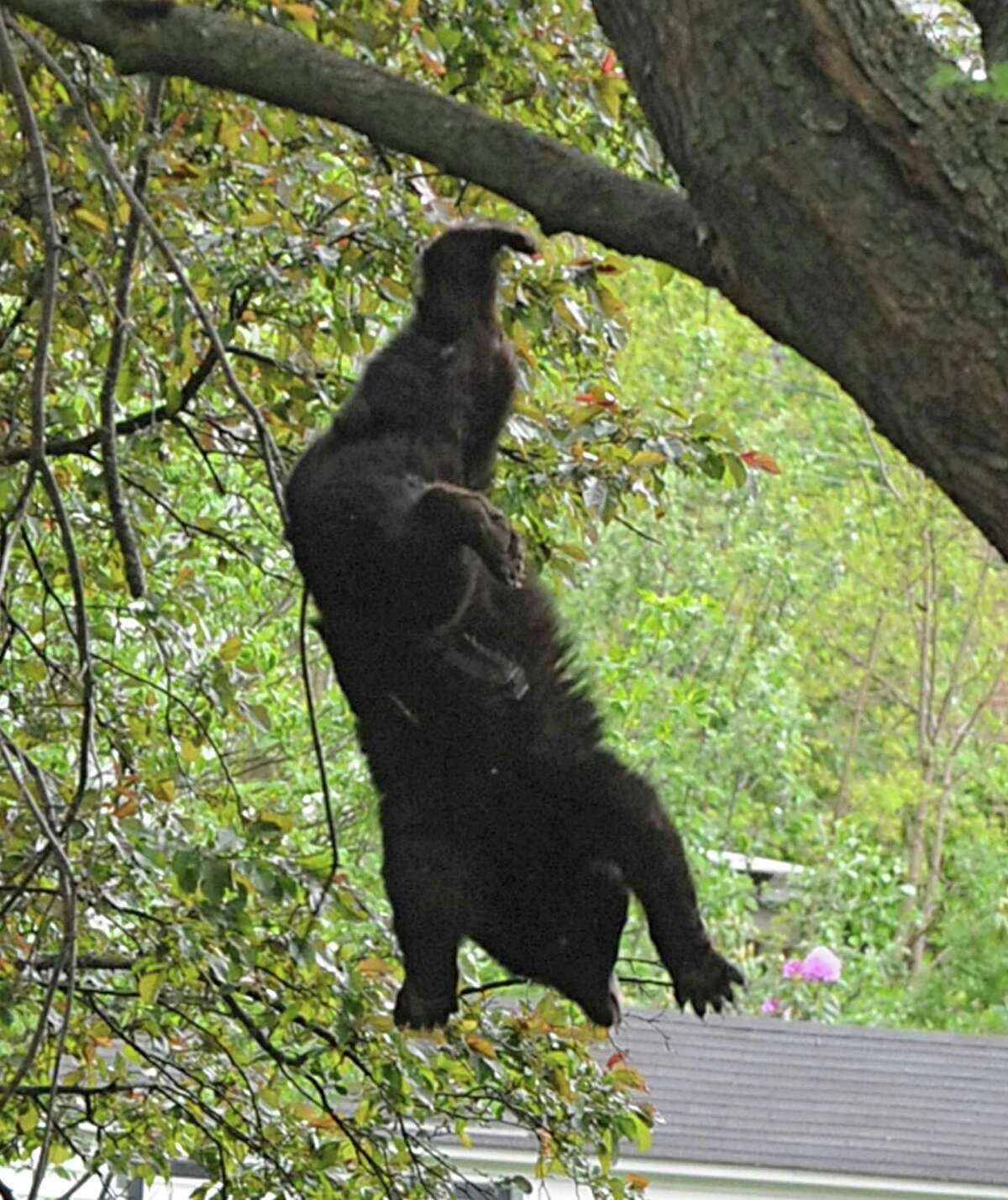 A bear which was shot with a tranquilizer gun falls out of a tree near North College St. in the Stockade Thursday, May 10, 2012 in Schenectady, N.Y. (Lori Van Buren / Times Union)