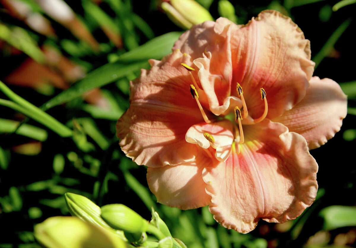 Texas daylily gardeners vote on winning blooms