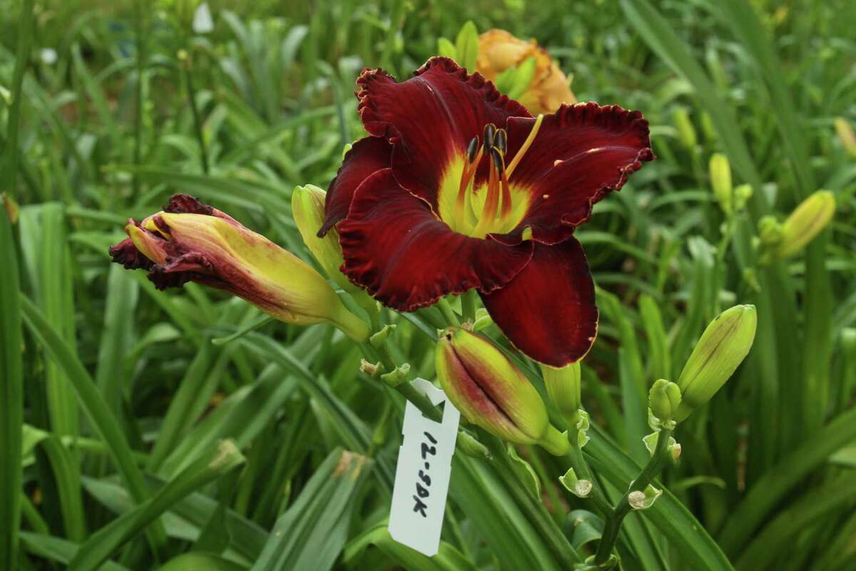 Texas daylily gardeners vote on winning blooms
