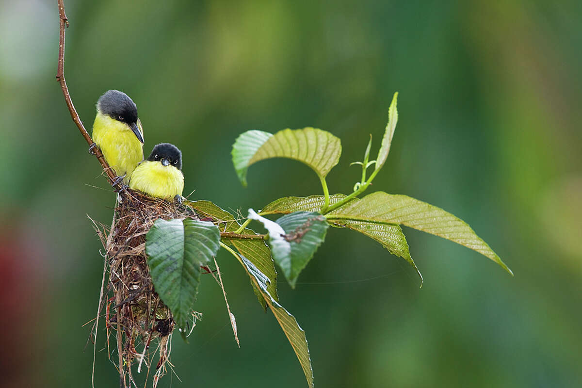 Mother birds work hard to raise their young