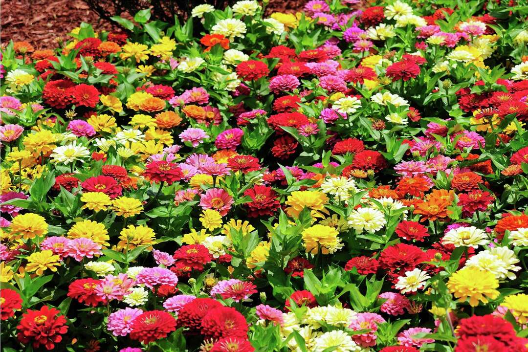 Two zinnia series offer lasting color