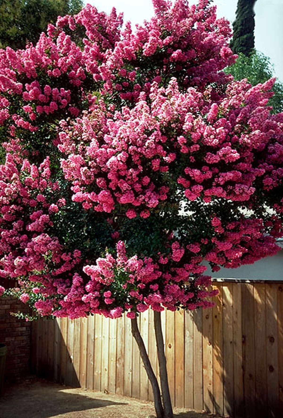 Choose a crape myrtle for its size as well as its color.
