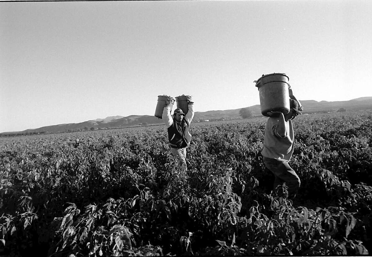In the early morning, migrant workers from Mexico harvest green chili in Hatch, New Mexico.