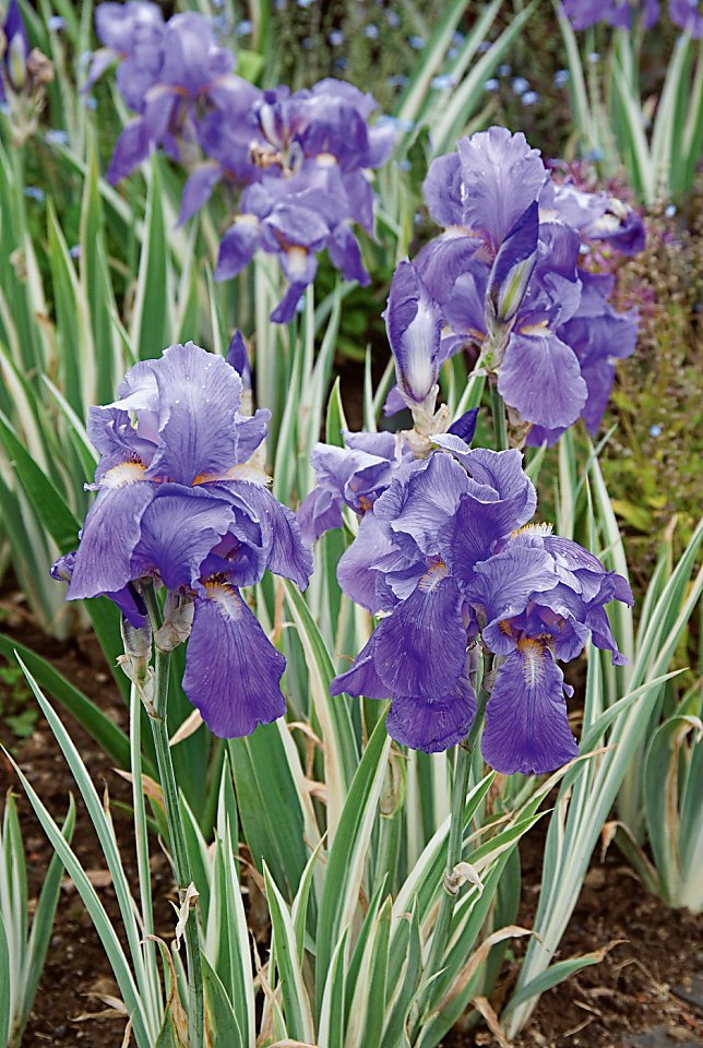 Iris Pallida A Fragrant Colorful Choice