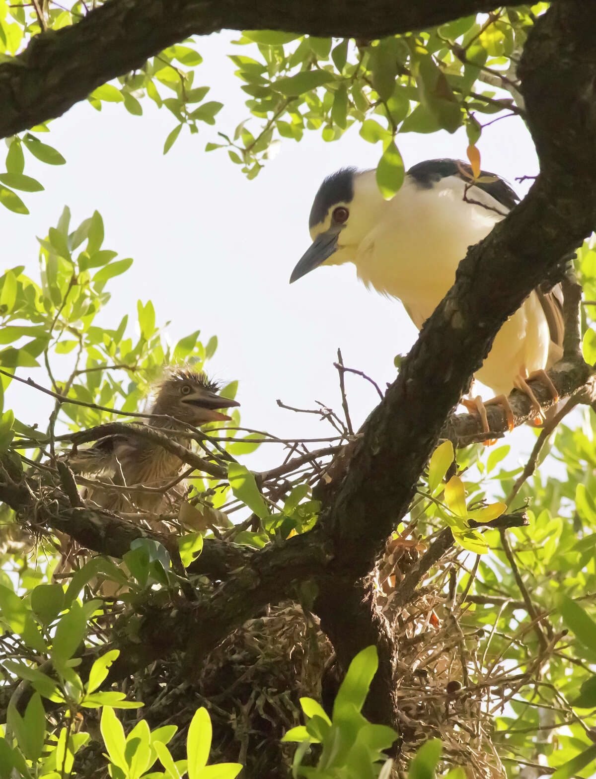 Rice adjunct professor Robert Flatt took up photography after he was diagnosed with Parkinson's disease 12 years ago. Currently, he?•s shooting Black-crowned and Yellow-crowned Night Herons living in the oaks along West Boulevard near Rice University.
