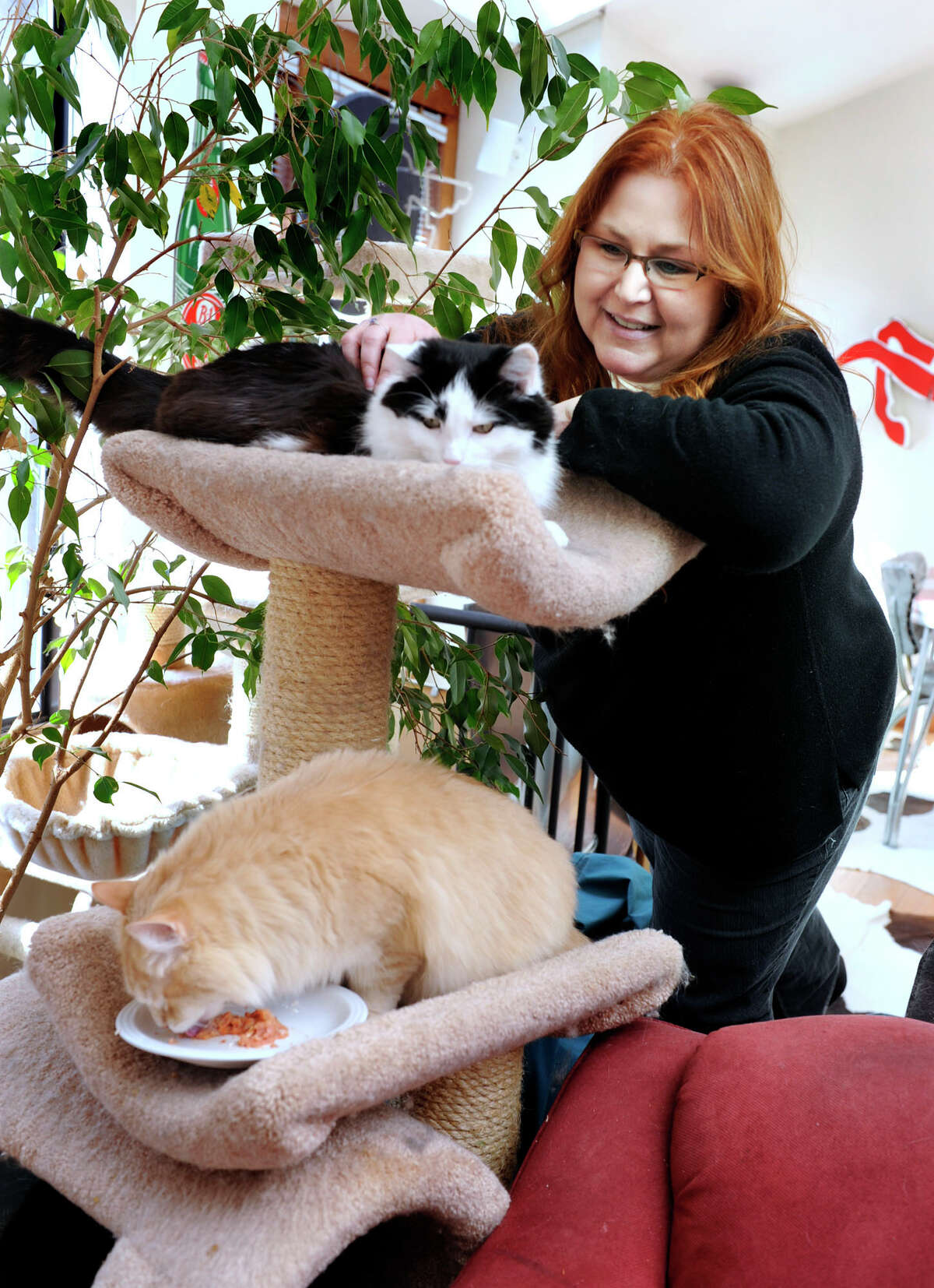 Does Ellen Degeneres Own Halo Dog Food