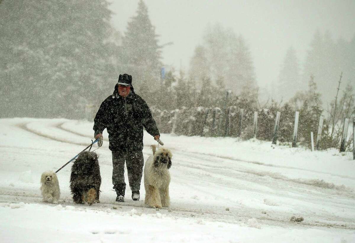 A man walk with his dogs during heavy snowfall near Amden, Switzerland, Wednesday, May 16, 2012. After summer-like days winter has returned in some alpine parts of the country. (AP Photo/Keystone, Steffen Schmidt)
