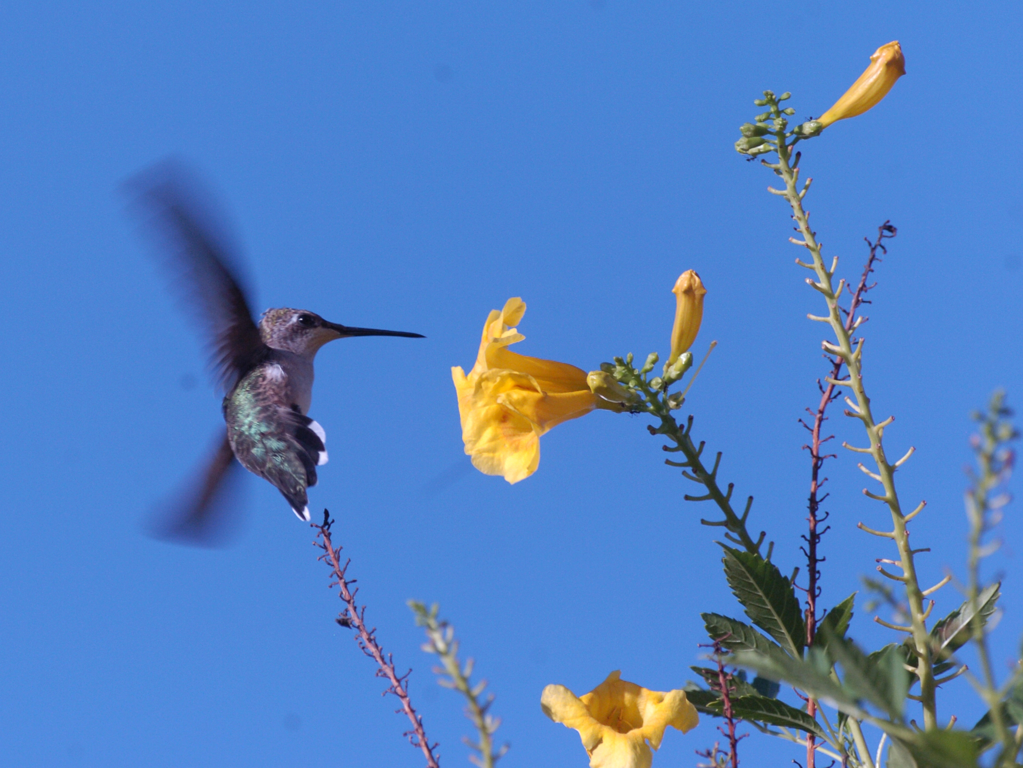 Plant to attract birds San Antonio ExpressNews