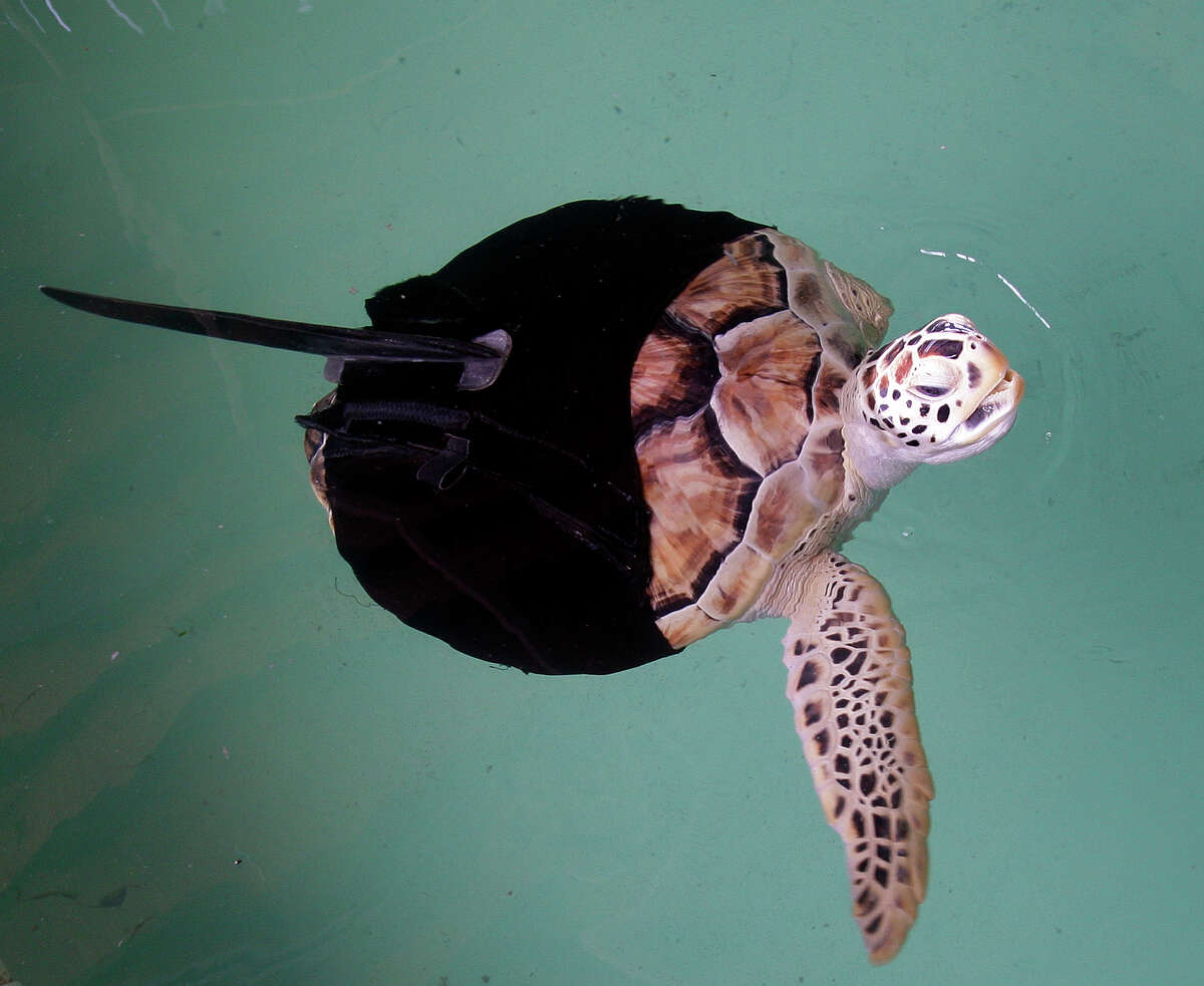 Take Some Turtle Time When Visiting South Padre Island