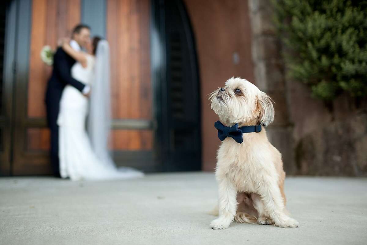 Their dog Oliver wore a custom blue bow tie and served as ring bearer.