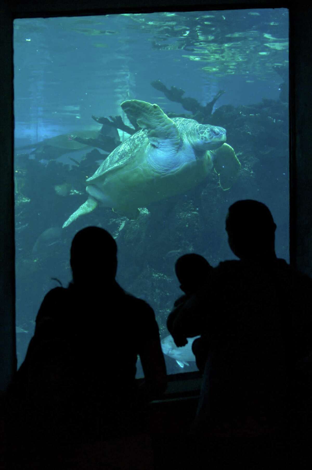 San Antonio Aquarium owners under investigation in 220 marine animal deaths