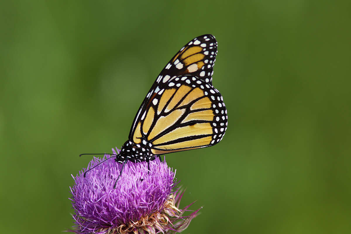 Monarchs and other butterflies are prolific this season in the Texas Hill Country. This monarch is feeding on the bloom of a nodding thistle. Photo Credit: Kathy Adams Clark. Restricted use.