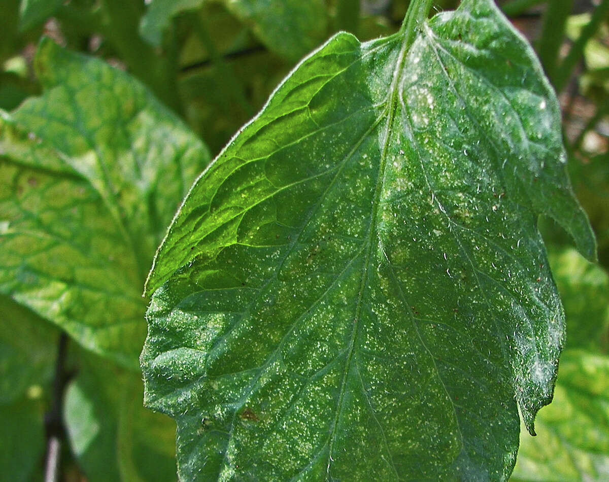 Speckled leaves on tomato plants indicate damage from spider mites. The pests are prevalent in hot, dry weather, and they can be difficult to eradicate.