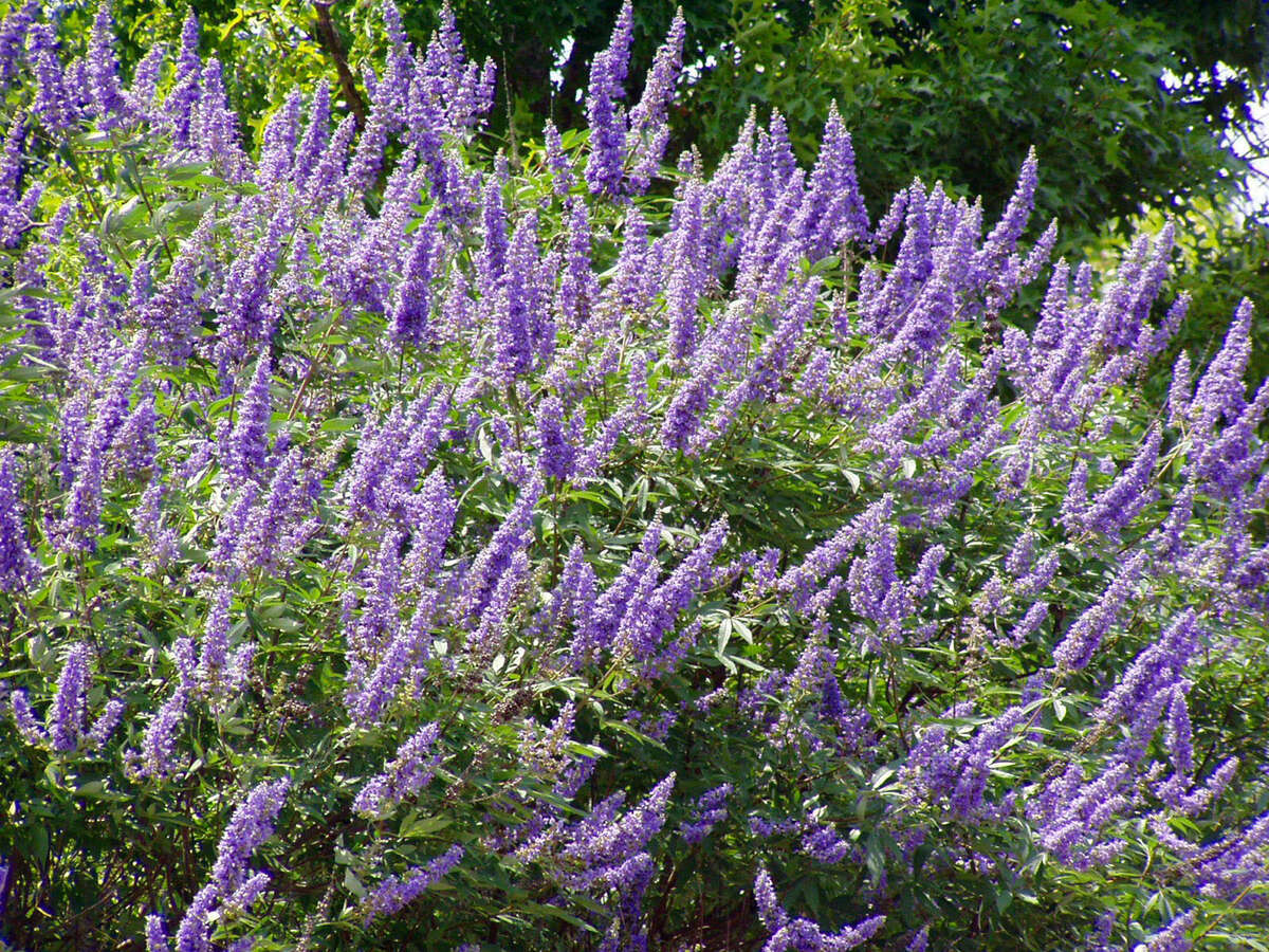 Vitex looks similar to lilacs, which can't grow in South Texas.