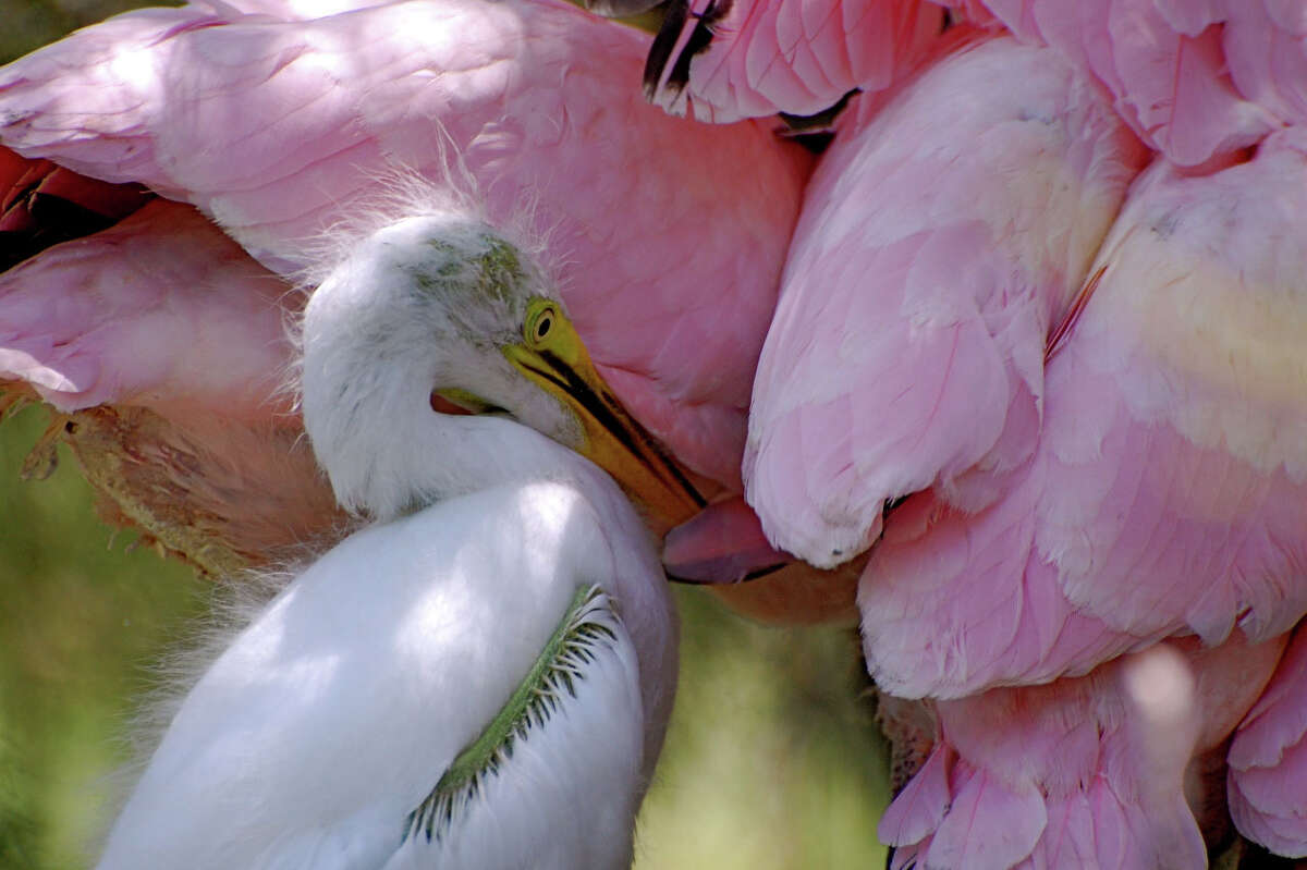 A young Great Egret stands near several Roseate Spoonbills on an island near Port O’Connor. (Photo by Peggy Wilkinson)