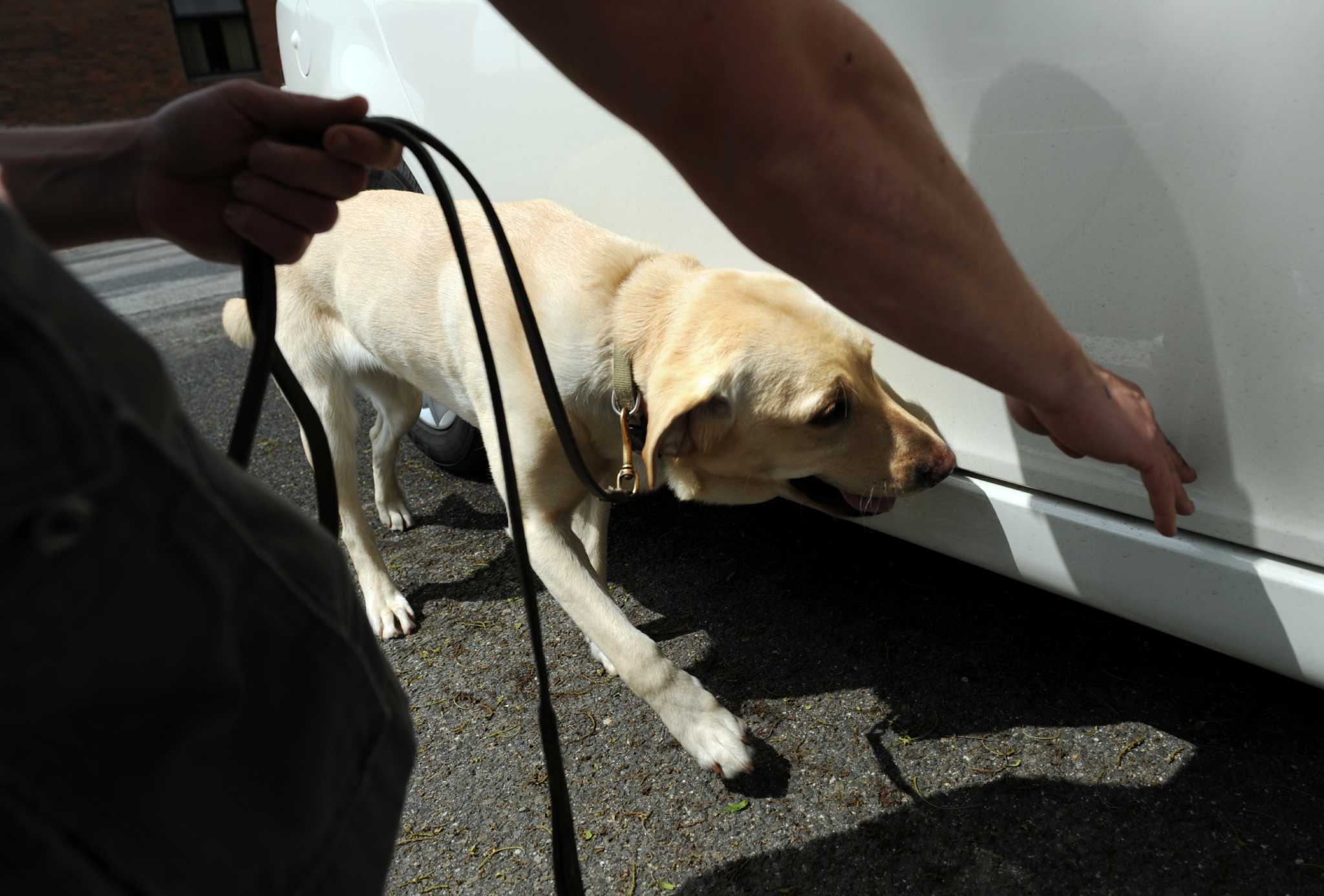 New police dog has a nose for drugs