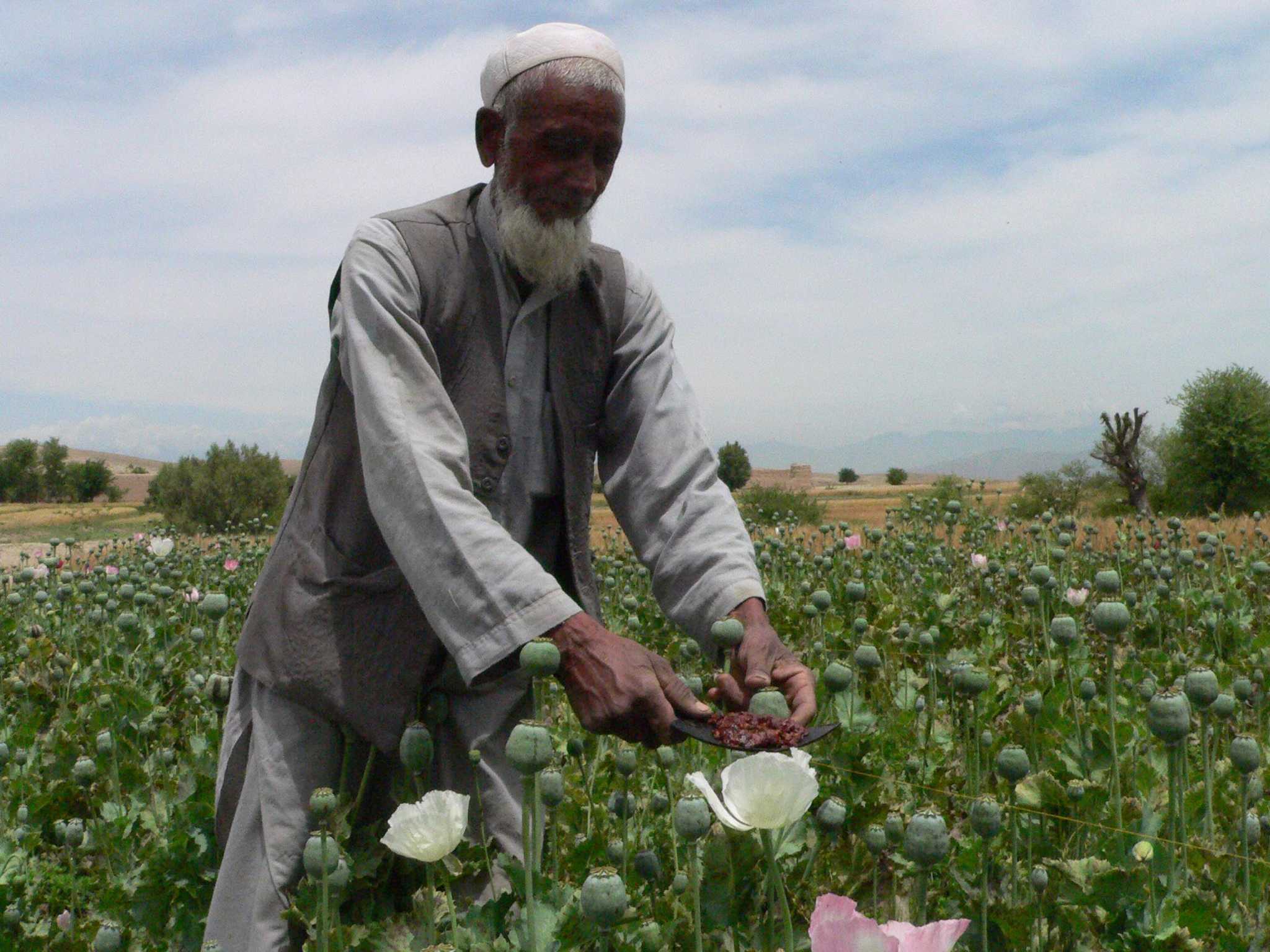 Poppy blight ensures soaring demand, prices for opium