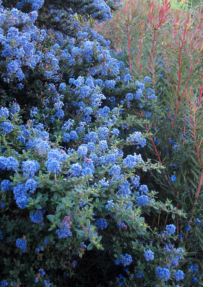 Gophers can be discouraged by these plants