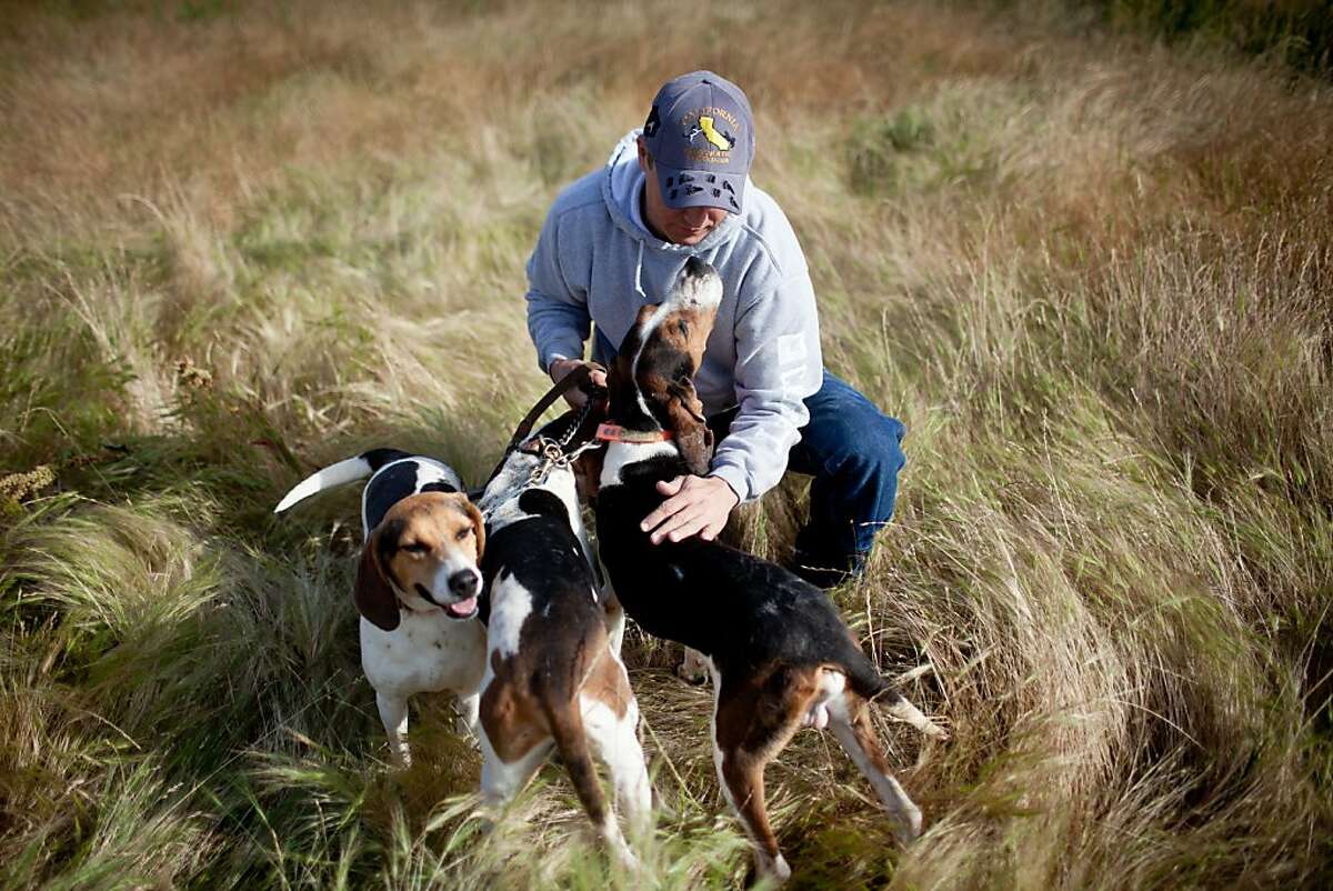 is hunting rabbits with dogs illegal