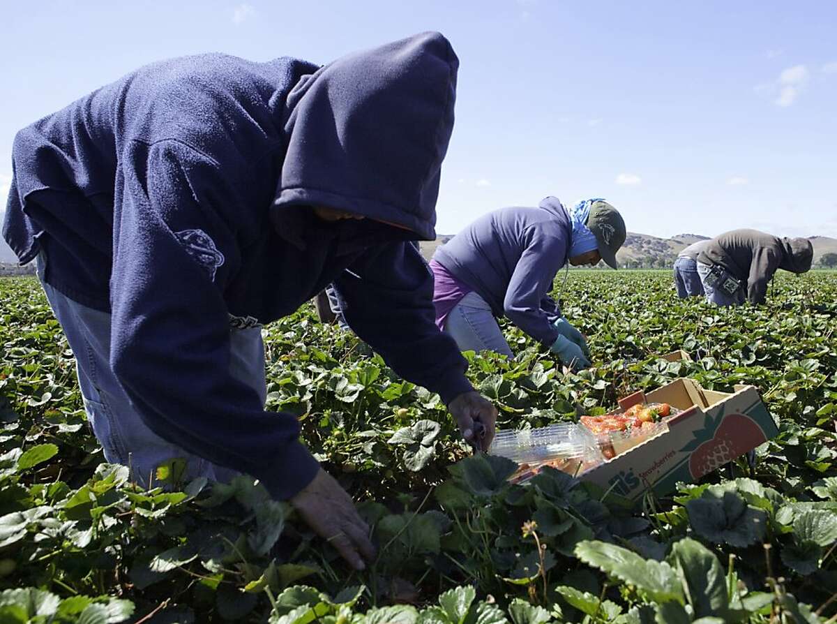 Farmworkers pick strawberries for Driscoll's just south of town in Salinas on Sept. 9.