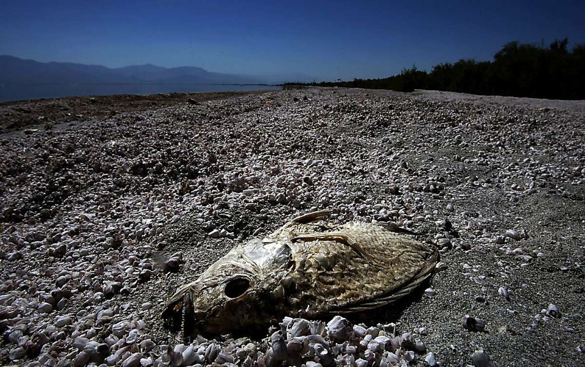 The parched carcass of a tilapia is half buried in the dried bones and scales of millions of other tilapia that have died and washed ashore at the Salton Sea State Recreation Area over the last decade, in this file photo from 2012. It was recently discovered that a fault runs along the eastern side of the Salton Sea.