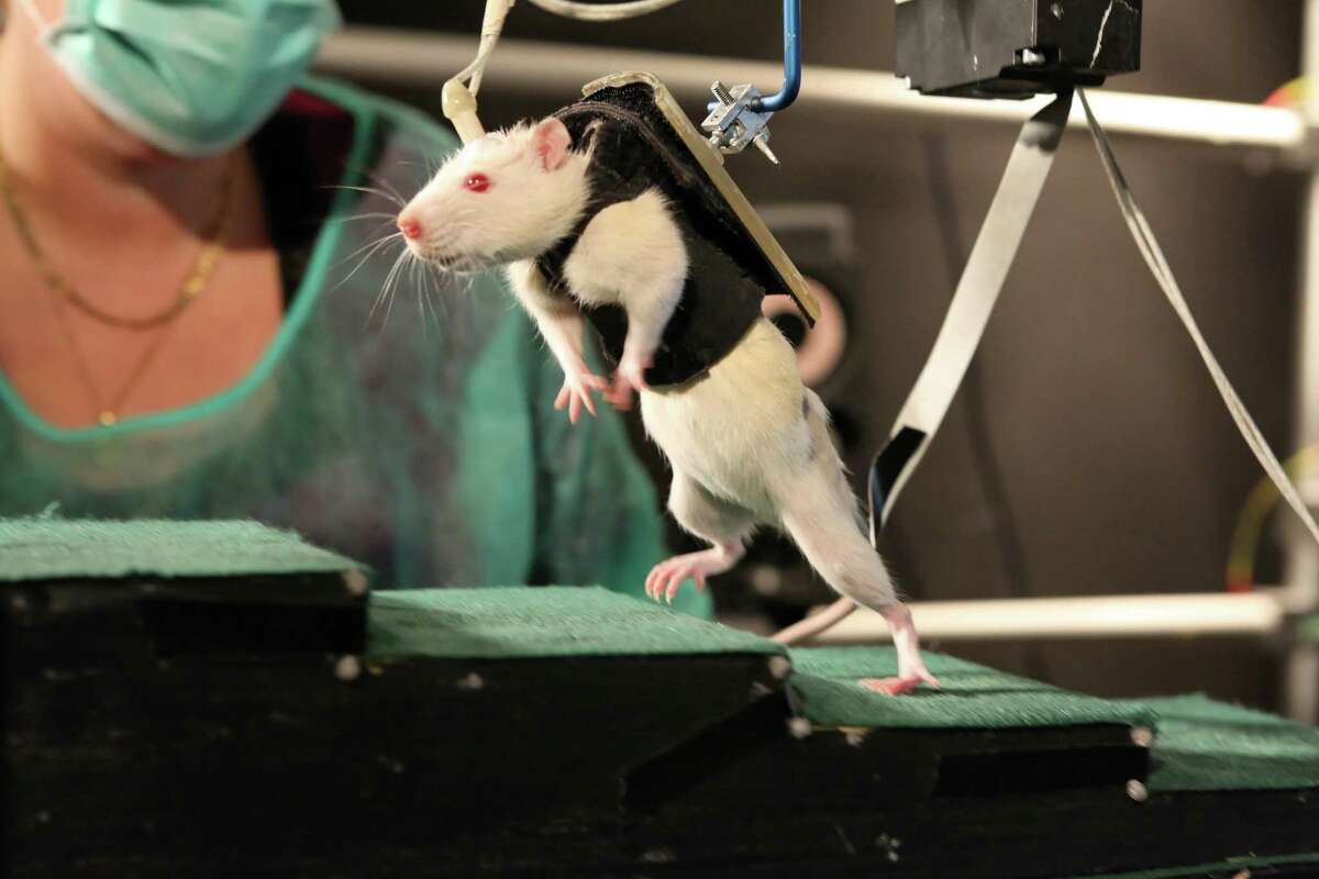 the ratman experiment