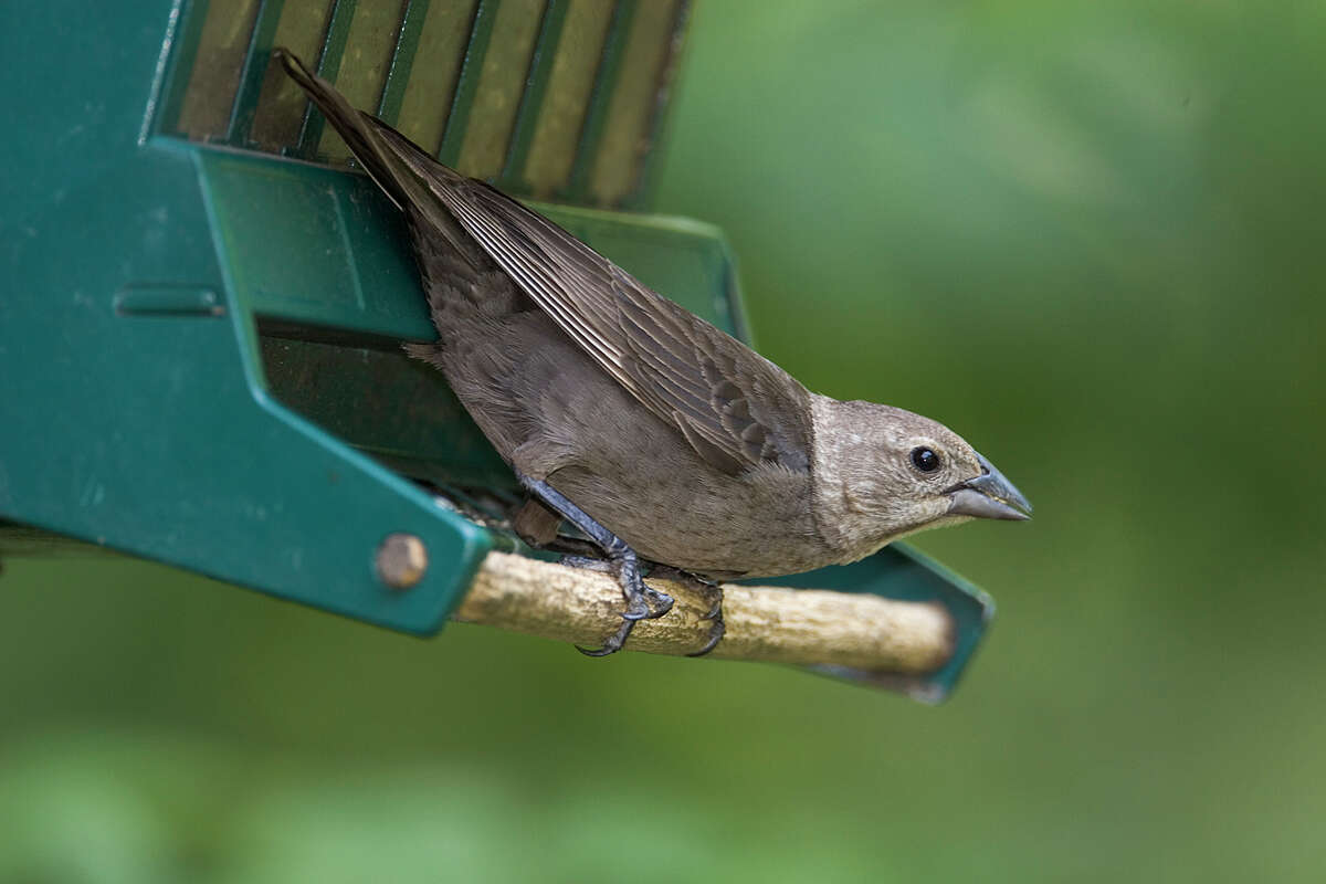 Cowbirds take advantage of nesting songbirds