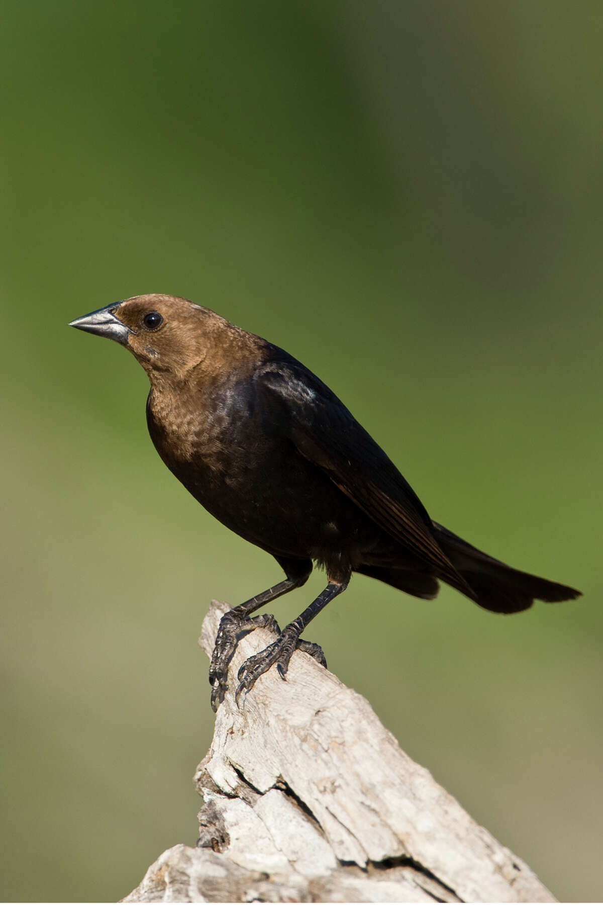 Cowbirds take advantage of nesting songbirds