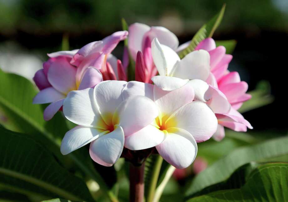 Colorful plumerias are tropical treasure Houston Chronicle
