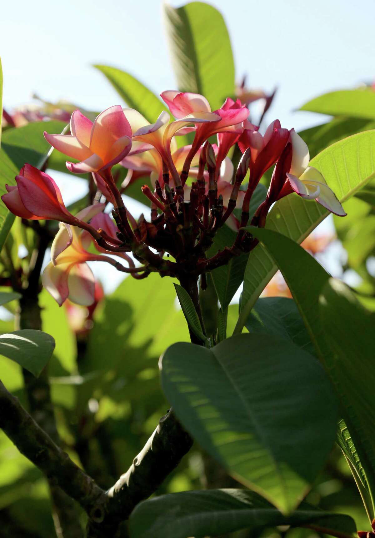 Colorful plumerias are tropical treasure