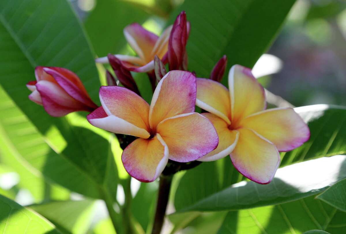 Colorful plumerias are tropical treasure