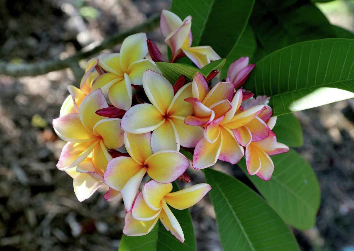 Colorful plumerias are tropical treasure