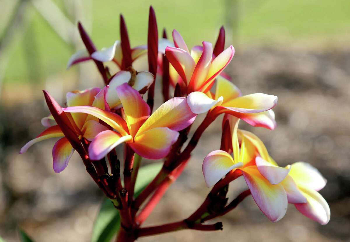 Colorful plumerias are tropical treasure