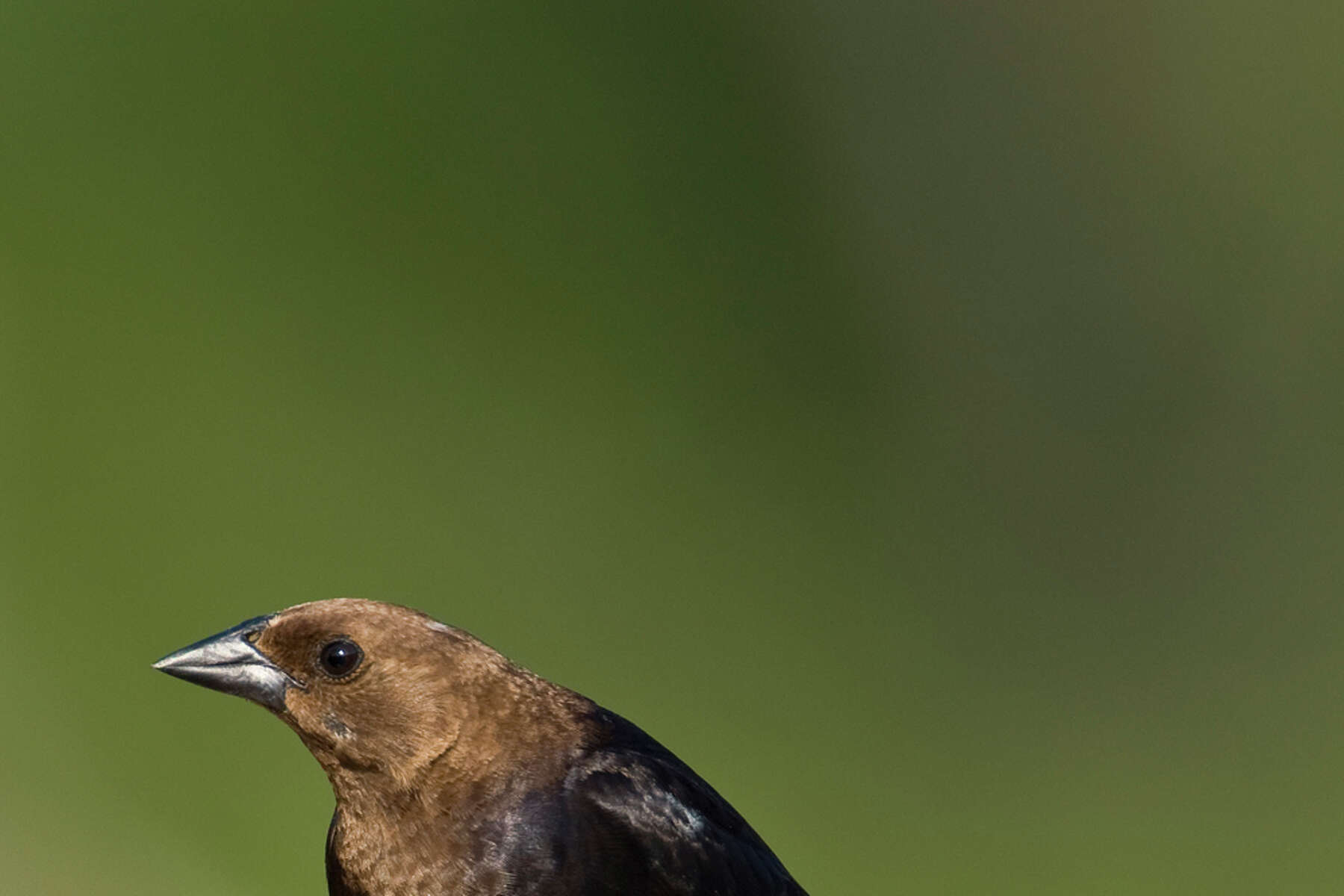Cowbirds take advantage of nesting songbirds