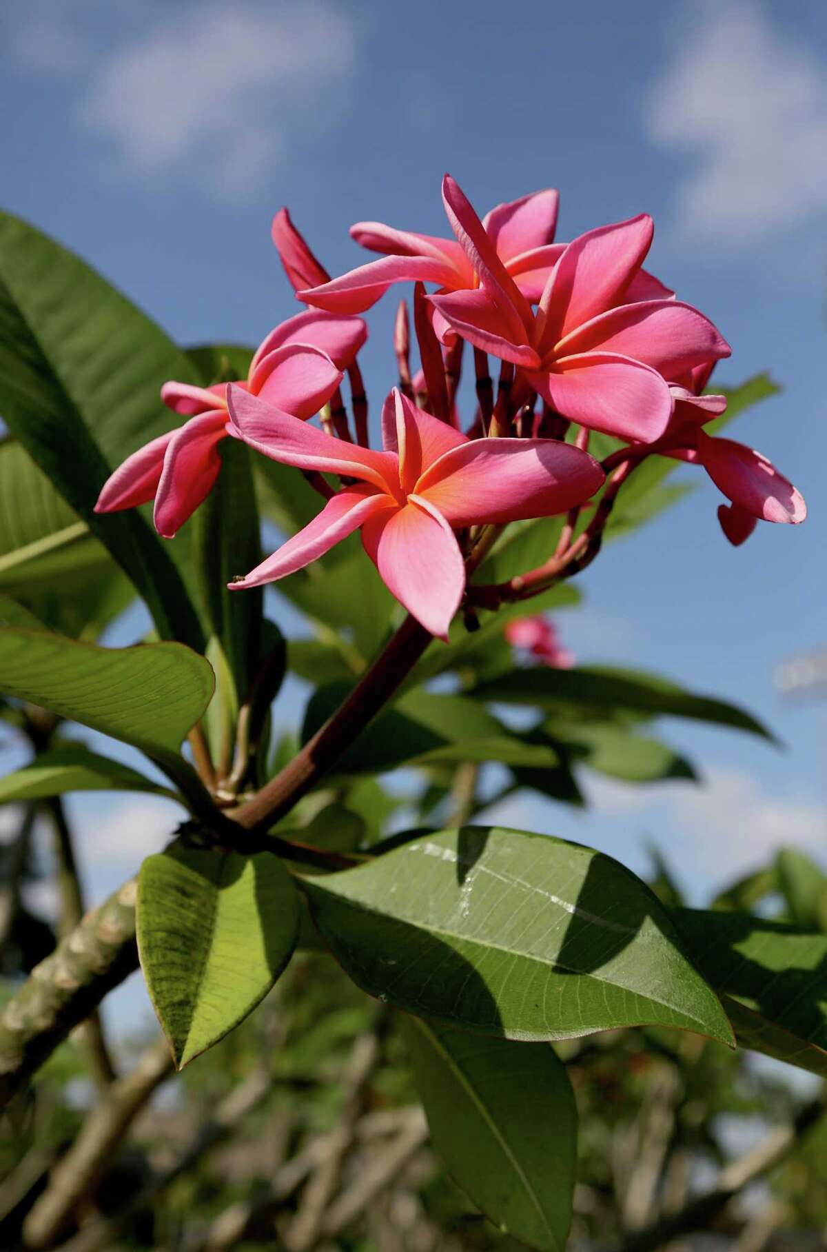 Colorful plumerias are tropical treasure