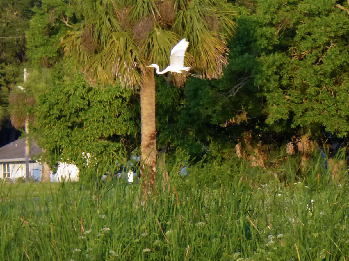 Egret are common on the Weeki Wachee Springs River in Spring Hill, Fla.