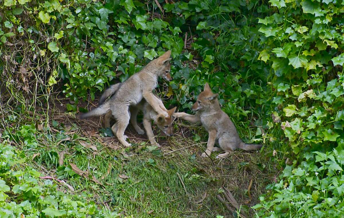 Its a little after sunrise, three coyote pups on their forest knoll in Golden Gate Park. Mother coyote watches from above (outside of frame). Taken for Natures Lantern founded by David Cruz.