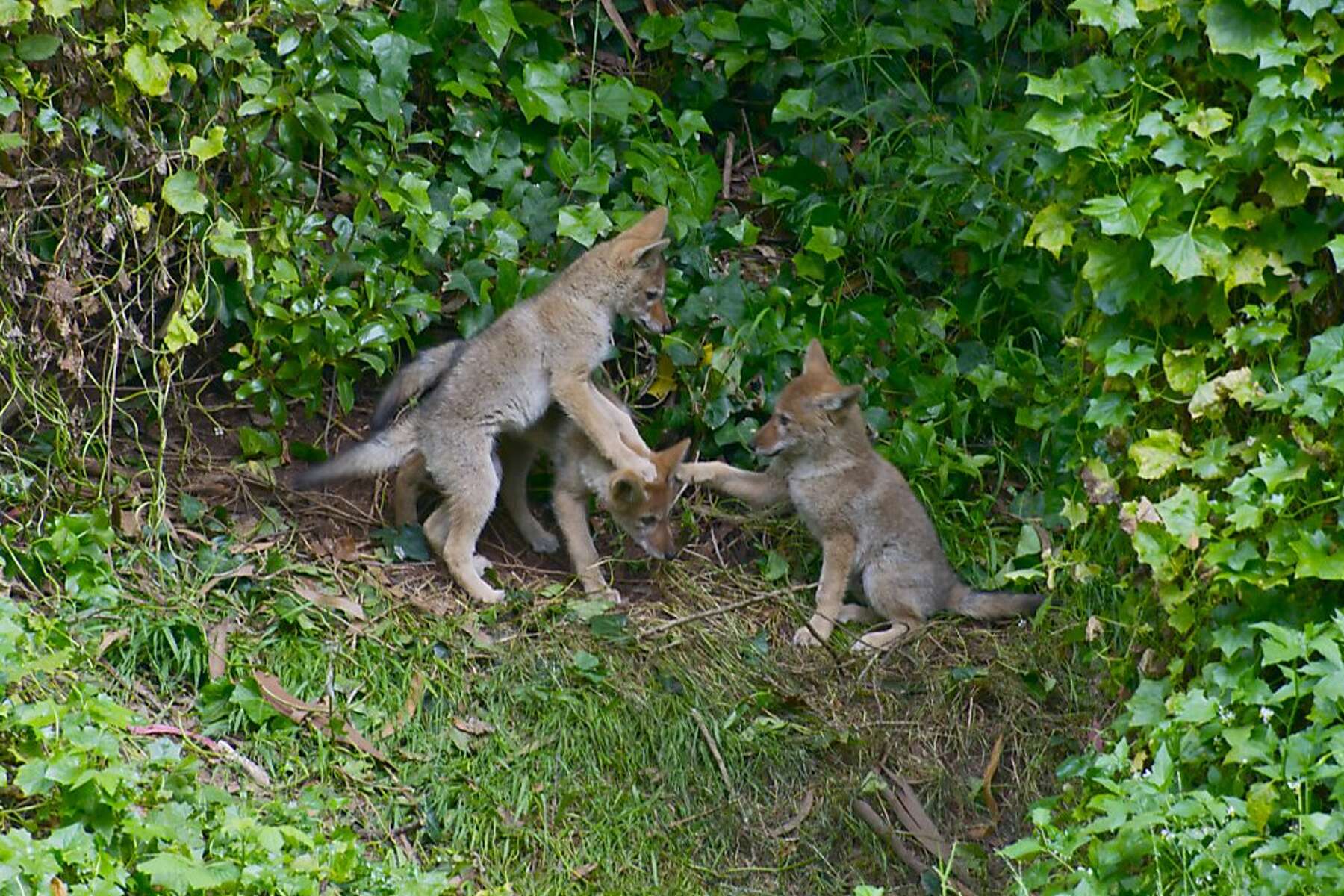 Rottweiler Vs Coyote