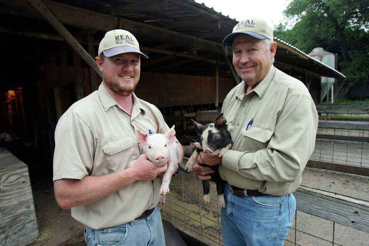 Russell and Chuck Real hold piglets on Tuesday May 8, 2012. Chuck Real, 59 is a hog farmer and cattle rancher near Shertz who grooming his son Russell to take over the farm.