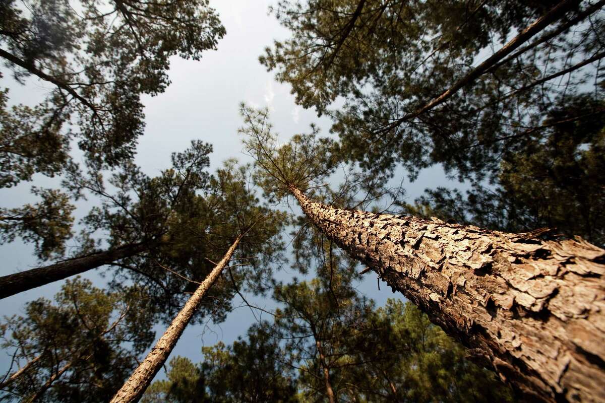 Tall skinny pines make up part of a restored forest, complete with natural forrest floors.