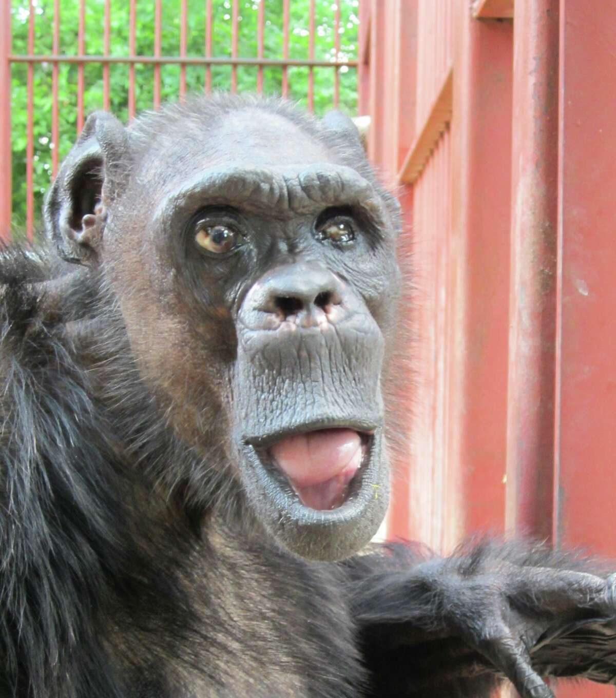 Oliver, a male chimpanzee who lived at Primarily Primates and was known to many at as the "Humanzee" for his proclivity to walk upright, died Saturday, June 2, 2012 according to Primarily Primates officials.