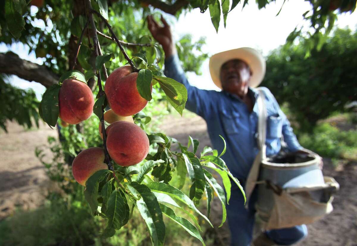 Pedro Vela, orchard forman at Burg's Corner near Stonewall, TX, picks peaches. Tuesday, May 29, 2012.