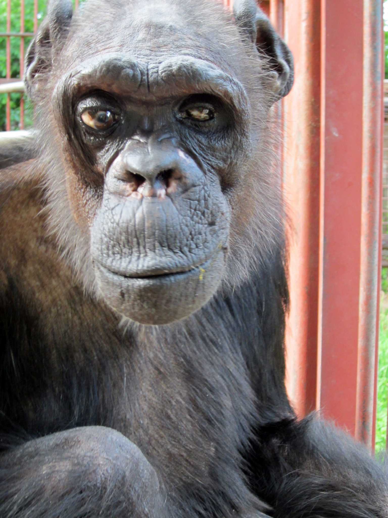 Oliver, chimpanzee with humanlike traits, dies - Houston Chronicle1536 x 2048