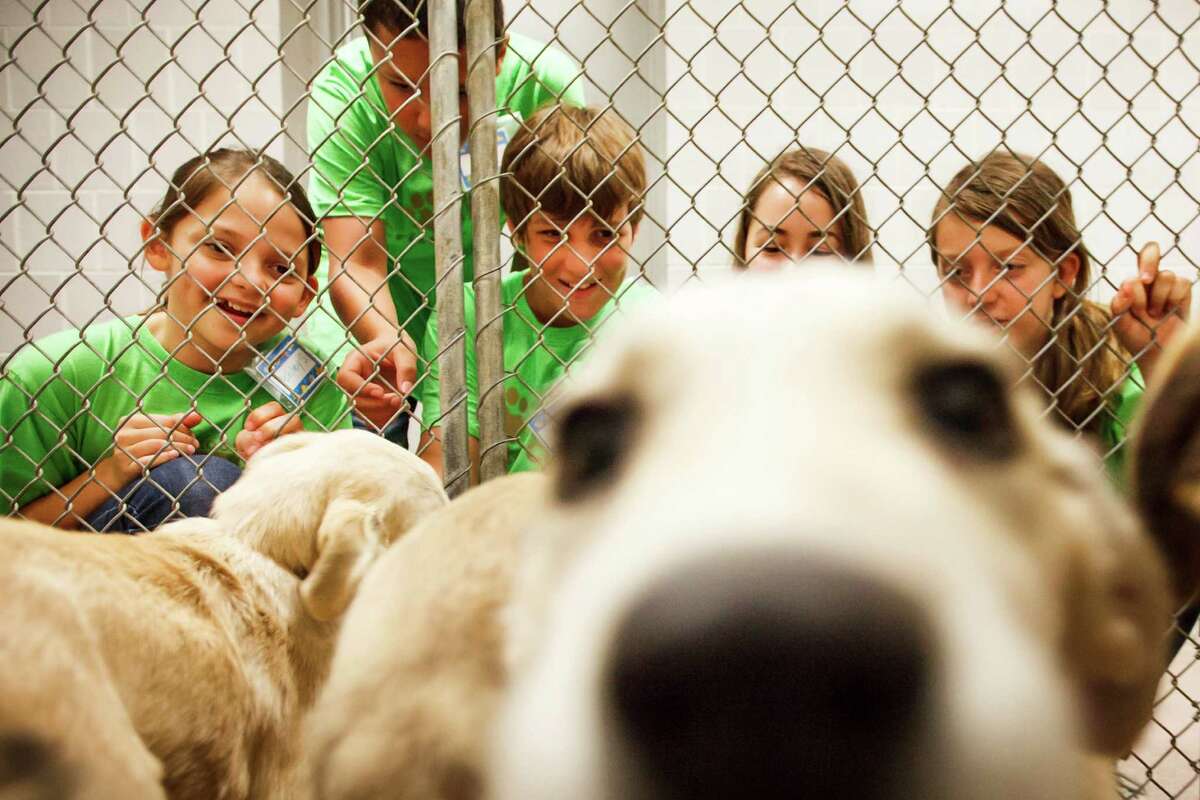 Ashley Simon, 11, left to right, Carl Wolf, 12, Adam Lennard, 12, Sophie Caldwell, 11, and Kendall Pierson, 10, play with a group of Great Pyrenees Mix puppies that are up for adoption during the Houston SPCA Critter Camp, Tuesday, June 5, 2012, in Houston.