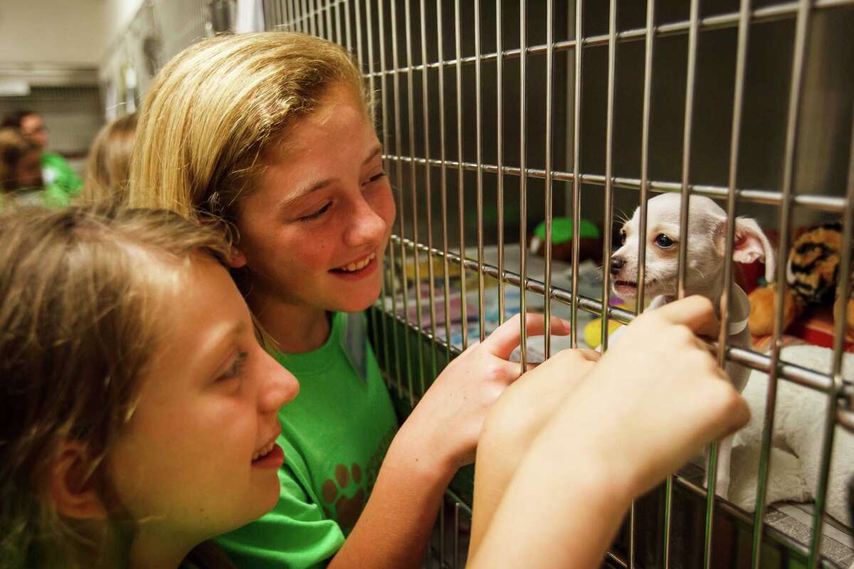 Local kids learn about rescued animals during the Houston SPCA Critter Camp