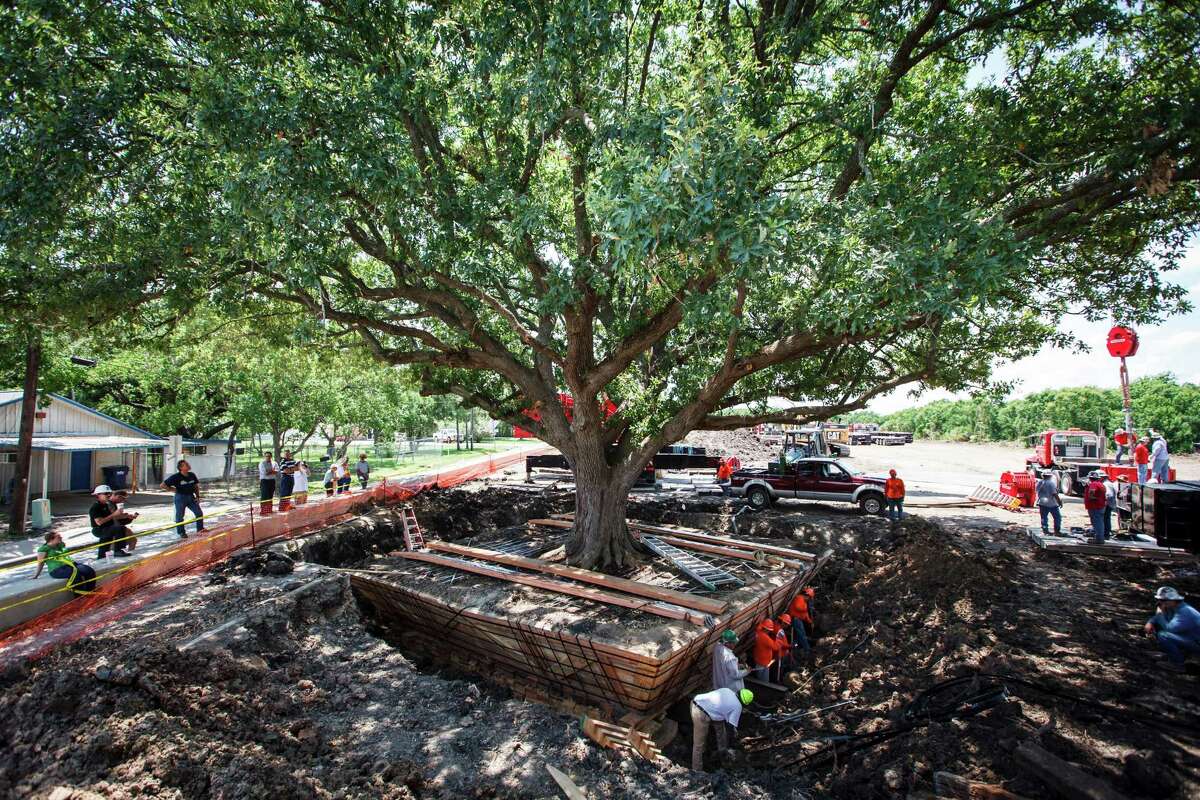 Disease threatens League City's historic oak