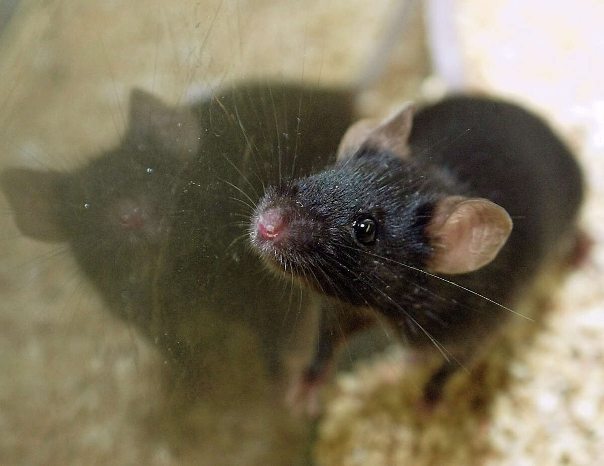 Using mothballs to ward off mice may have unintended side effects