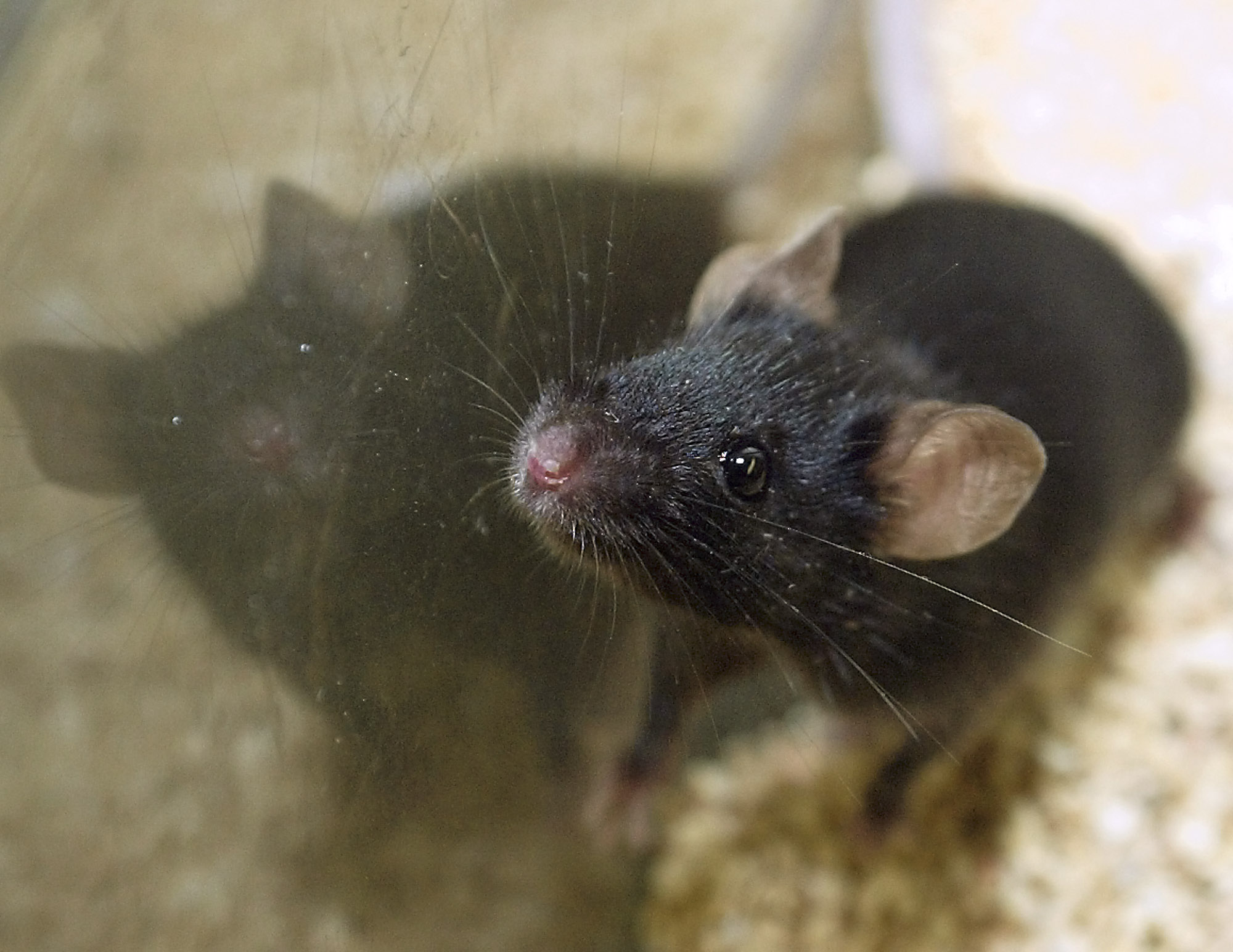 Do mothballs keep rats away?