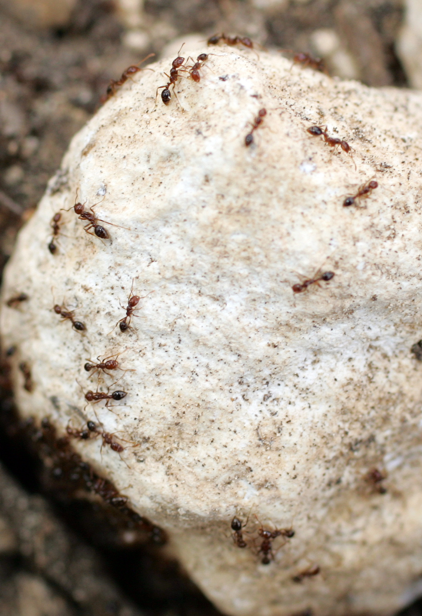 Two-step method puts fire ants in their place